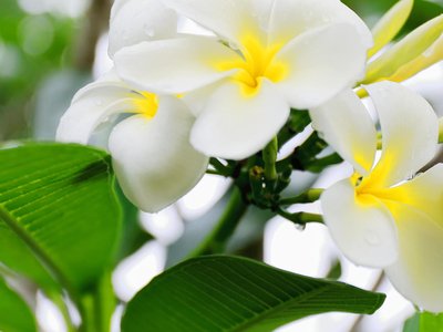 Climb Raiatea’s peaks in search of the rare tiare apetahi flower found only on Mount Temehani.
