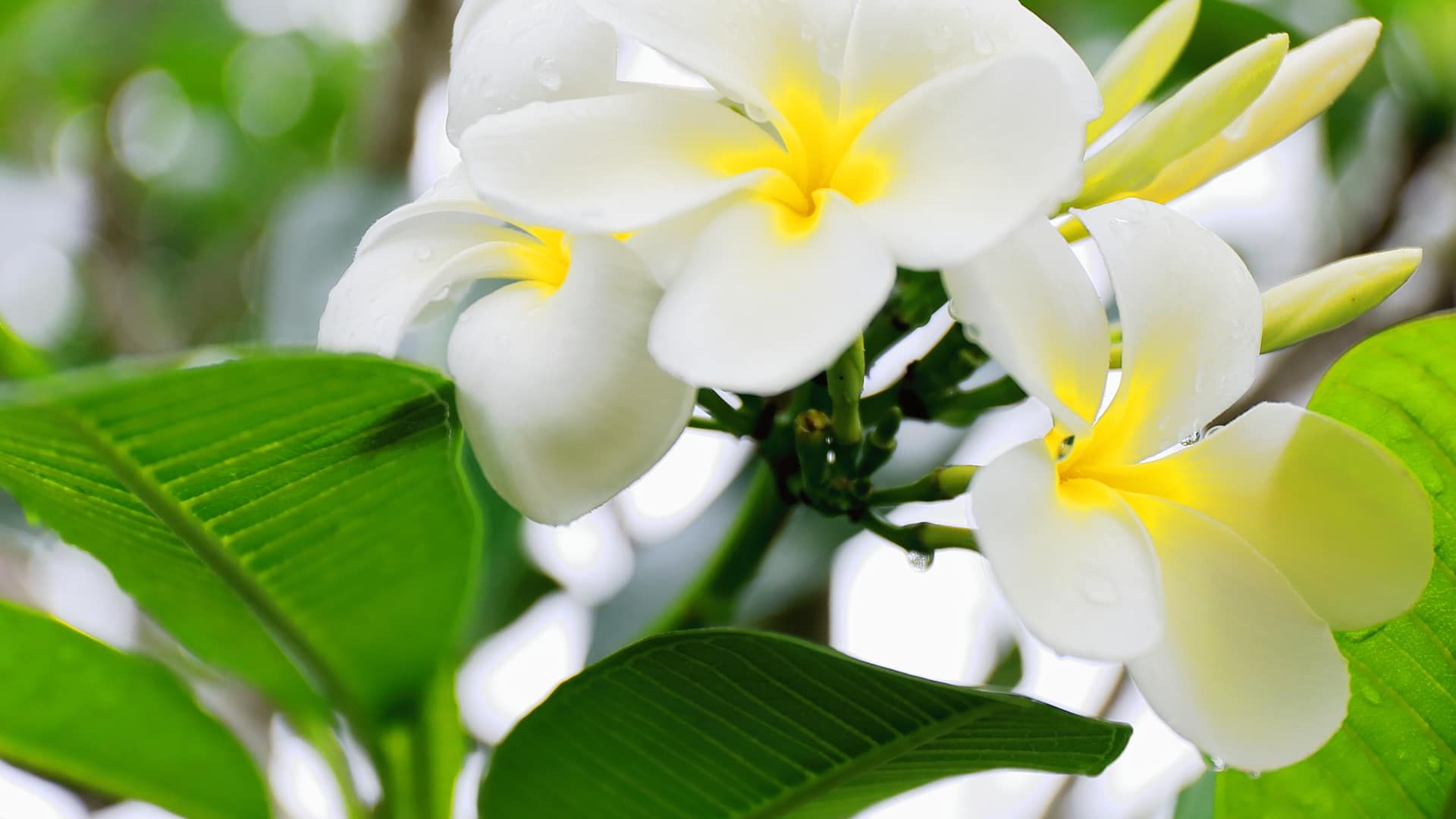 Climb Raiatea’s peaks in search of the rare tiare apetahi flower found only on Mount Temehani.
